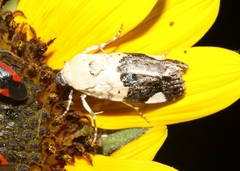 Acontiini