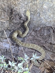 Crotalus molossus molossus
