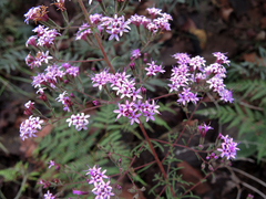 Stevia viscida