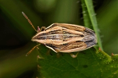 Aelia acuminata