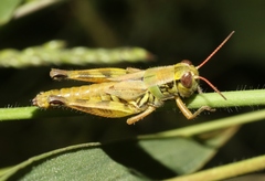Melanoplus lakinus