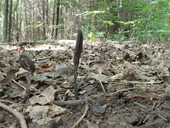 Geoglossum umbratile