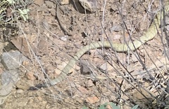 Crotalus molossus molossus