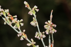 Eriogonum polycladon