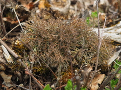 Cladonia rangiformis