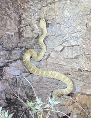 Crotalus molossus molossus