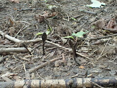 Geoglossum umbratile