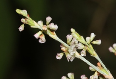 Eriogonum polycladon