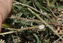 Eriogonum polycladon