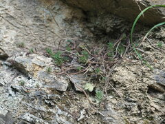 Petrosedum