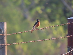 Saxicola torquatus