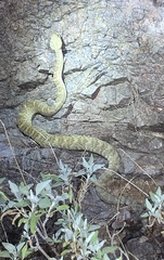 Crotalus molossus molossus
