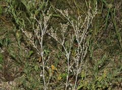 Eriogonum polycladon