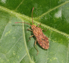 Hypselonotini