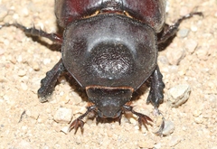 Strategus aloeus
