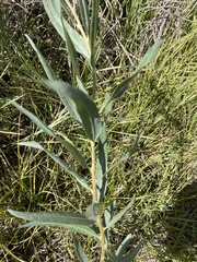 Salix exigua
