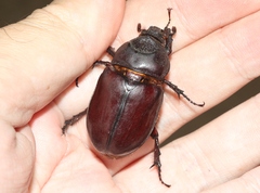 Strategus aloeus