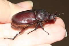 Strategus aloeus