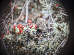 Cladonia cristatella