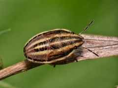 Aelia acuminata