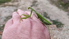 Mantis religiosa