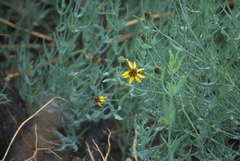 Helianthus ciliaris
