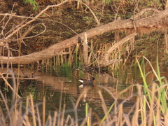 Gallinula chloropus meridionalis