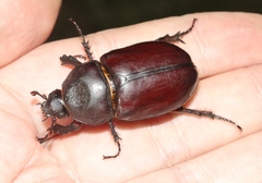 Strategus aloeus