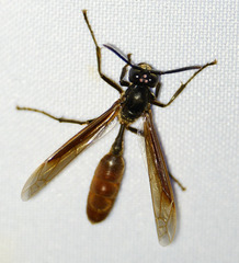 Apoica