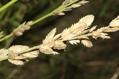 Eragrostis superba