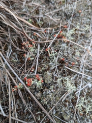 Cladonia cristatella