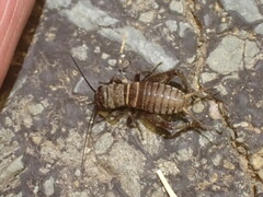 Melanogryllus desertus