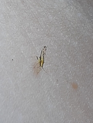 Eucallipterus tiliae