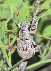 Ericydeus lautus