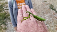 Mantis religiosa