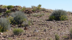 Euphorbia gregaria