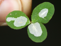 Porphyrosela minuta
