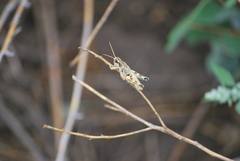 Melanoplus lakinus