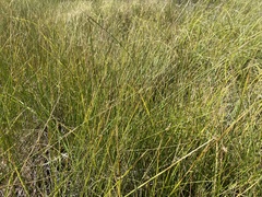 Schoenoplectus americanus