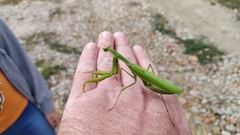 Mantis religiosa