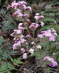 Stevia viscida
