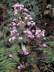 Stevia viscida