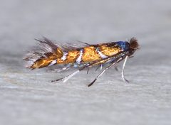 Porphyrosela minuta