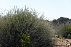 Euphorbia gregaria