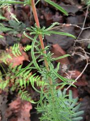 Stevia viscida