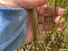 Schoenoplectus americanus