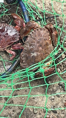 Romaleon antennarium