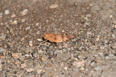 Oedipoda
