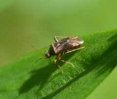 Miridae