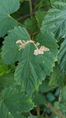 Cosmopterix zieglerella